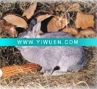 Wholesale Handmade Animal(coney) Oil Painting On Canvas