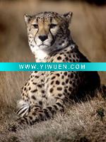 Wholesale high quality canvas photo printing