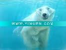 Wholesale polar bear acrylic
