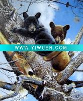 handmade animal pop Oil Painting