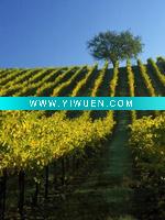 Wholesale (inga-spence-fall-foliage-in-vineyard-sonoma-ca) canvas painting for living room