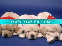Wholesale high quality wood painting ( frank-siteman-three-golden-retriever-puppies)