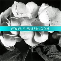 Wholesale (darlene-shiels-hydrangea)canvas on aluminum