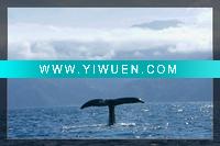 Wholesale Polyester Canvas Printing