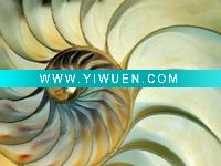 Wholesale high quality wood painting ( eric-kamp-close-up-of-nautilus-shell-spirals)