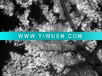 Wholesale susan-a-quinn-black-and-white-infrared-image-of-trees-colorado-nm-co)canvas on aluminum