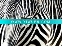 Wholesale high quality wood painting (art-wolfe-mountain-ranger)