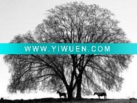 Wholesale high quality wood painting (a-pair-of-horses-stake-out-spots-under-the-young-leaves-of-a-shade-tree-near-sparta)