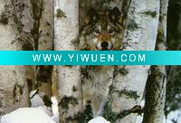 Wholesale animal oil painting DW-YSL-04