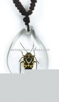 Wholesale Crystal pendant-Real insect pendant, Harlequin Bug