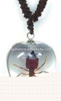 Wholesale glass necklace--Real insect necklace,ant