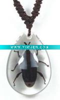 Wholesale glass jewelry--Real insect jewelry,bamboo weevil