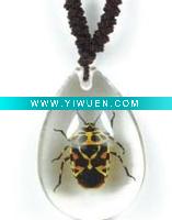 Wholesale glass jewelry--Real insect jewelry,Harlequin Bug