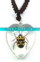 Wholesale glass necklace--Real insect necklace,Harlequin Bug
