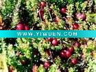 Wholesale Cranberry Extract ( 25% OPC)