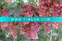 Wholesale Grape Fruit Seed Extract Contained 98%Proanthocyanidin