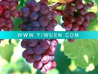 Wholesale plant extact /grape seed extract 95%OPC