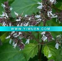 Wholesale Incense Stick Fragrance :Patchouli