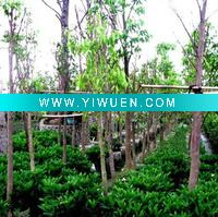 Wholesale Fragrance For incense stick :Aquilaria