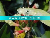Wholesale Fragrance For incense stick :Clove