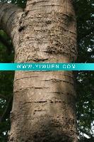 Wholesale Traditional Folk Healing Herbs