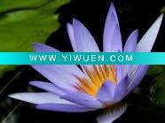 Wholesale Fragrance For Incense Stick:Lotus
