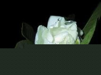 Incense Stick Fragrance:Gardenia