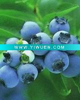 Incense Stick Fragrance:Blue Berry