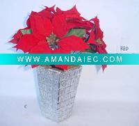 Wholesale poinsettia plant