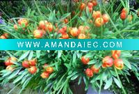 Wholesale Artificial flower/artificial plant--Plastic artificial flower- tulip buds