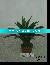 Wholesale Artificial Potted plants