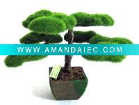 bonsai trees