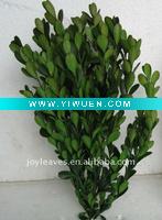 Wholesale Preserved Boxwood Tree