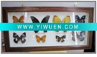Wholesale Butterfly craft for decoration
