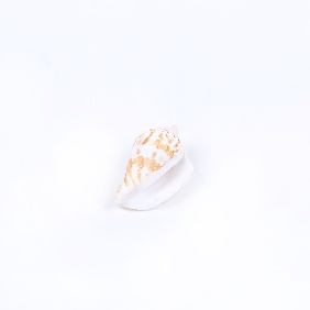 Wholesale Spend Mouth Shell In Two Colors In OPP Bag Package