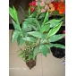 Artificial Dracaena sanderiana potted plants 97rn25