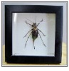 Wholesale Animal Specimen