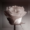 Wholesale yy-fb-40x40cm (31)canvas print