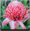 Wholesale flower digital prints
