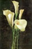 White flower oil painting