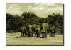 Wholesale Africa printing on canvas