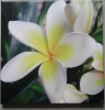 Wholesale white flower digital canvas