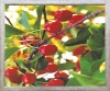 Wholesale framed painting-fruit