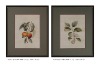 Water Colour Painting Framed