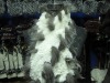 Wholesale Fashion ladys` Fox Fur Scarf