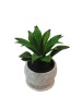 2011 Hot Decorative Artificial Succulent Plant