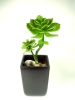 Artificial Echeveria Plant