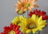 daisies plastic flowers