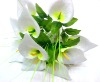 artificial lily / Zantedeschia aethiopica Spreng