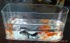 acrylic fish tank